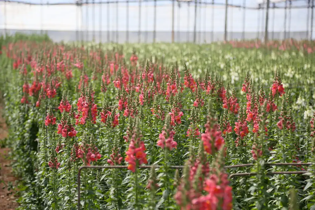 Aslanağzı Üretimiyle Avrupa Pazarına İlk Sevkiyat 1